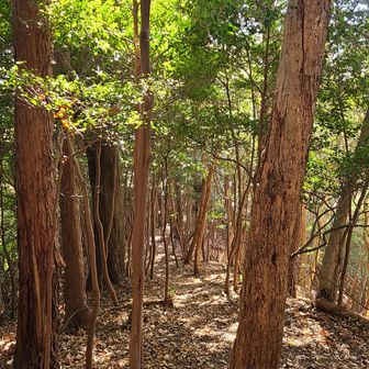 延々アップダウンの連続。
徐々に疲労も積もる。
その辺は恐るべし鳥川(笑)