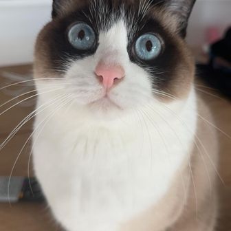 さっちゃん