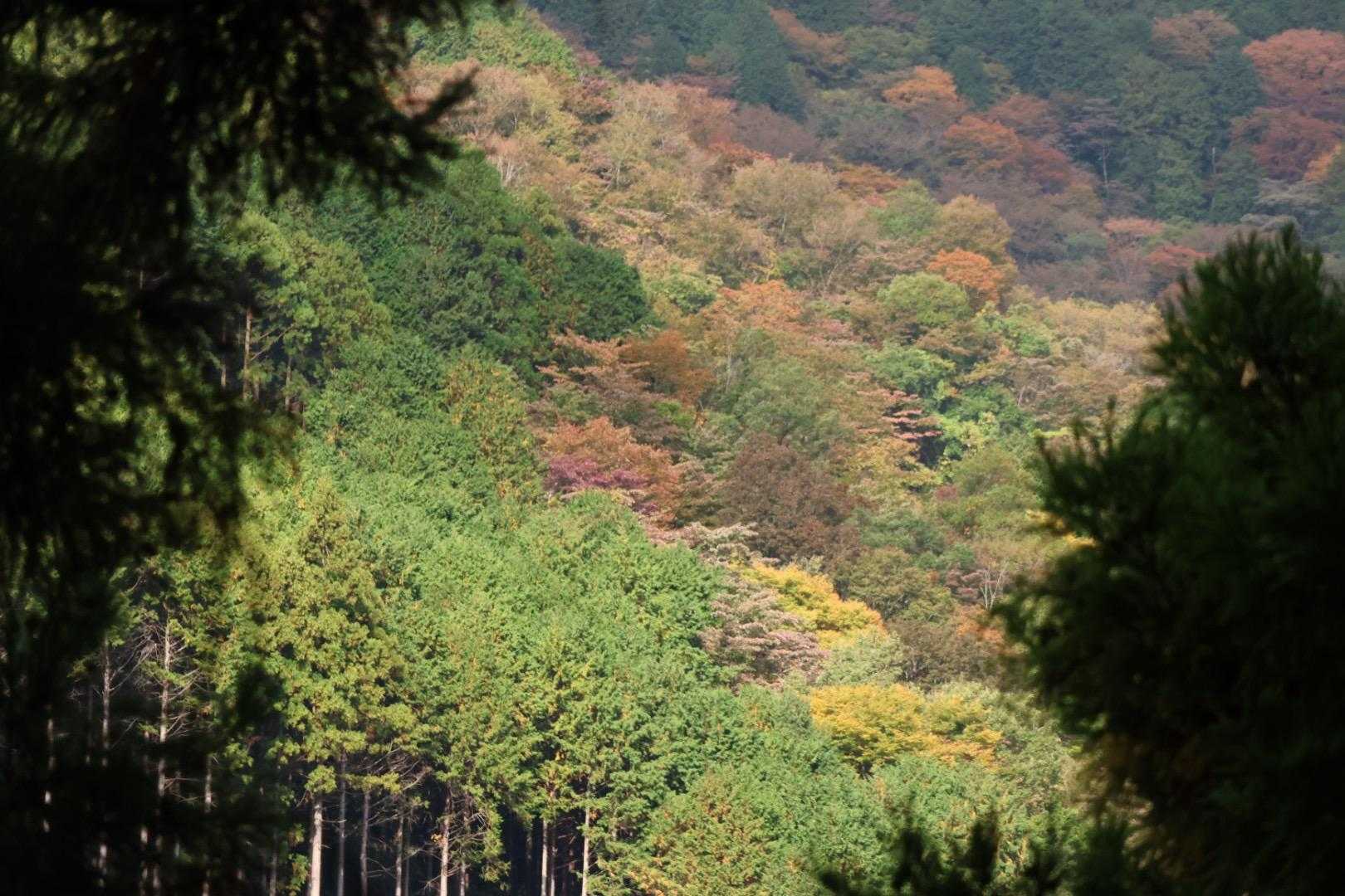 山肌🍁