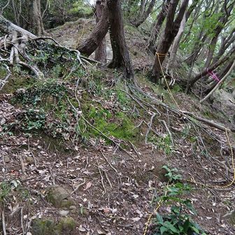 楽な方の登山道と言っても、急登だろ。道も分かりづらいし。地元有志のロープに感謝しかない。