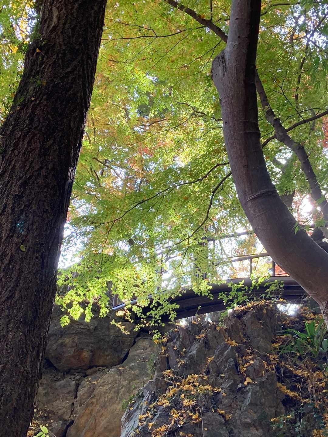 行道山-大岩山 周回コースの写真