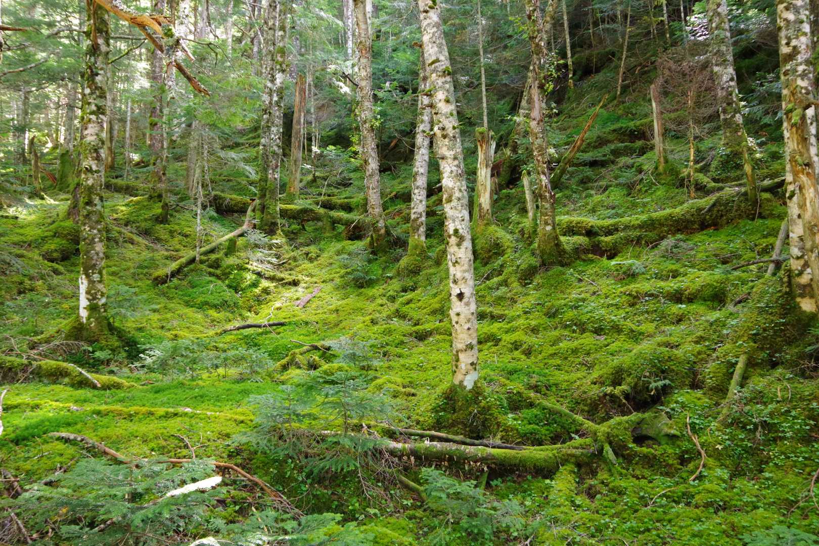 桜平ゲート-桜平登山口-夏沢峠 縦走コースの写真