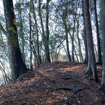 石津窪山のピーク　標識があるみたいなのですが、発見できず。
通り過ぎてから、戻ってパチリ