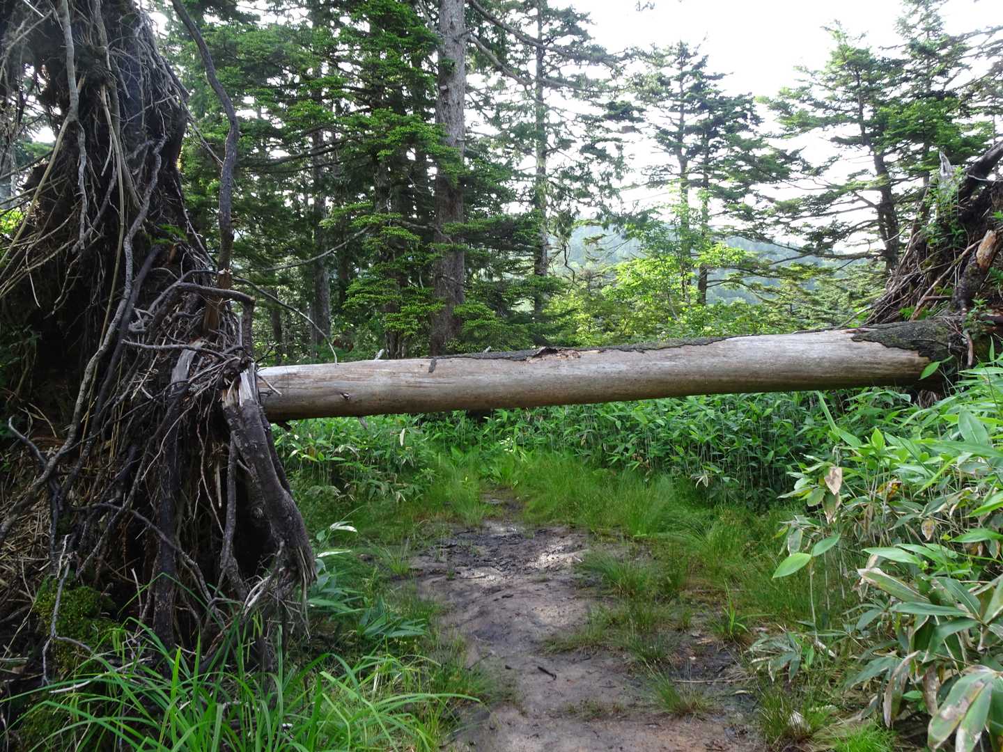 木が倒れて通せんぼ🌳、なんのこれしき！