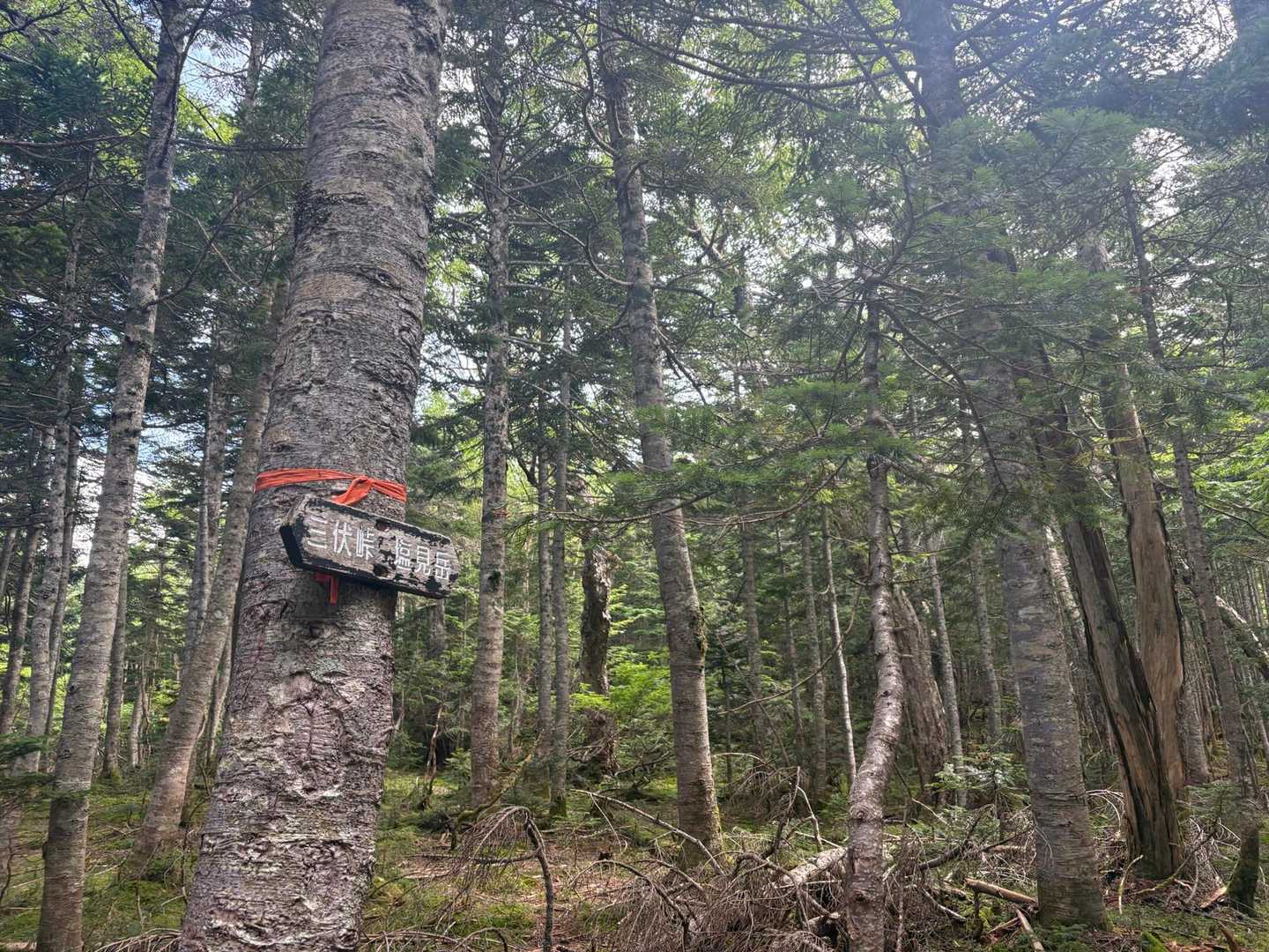 本谷山-三伏山-三伏峠-鳥倉登山口 縦走コースの写真