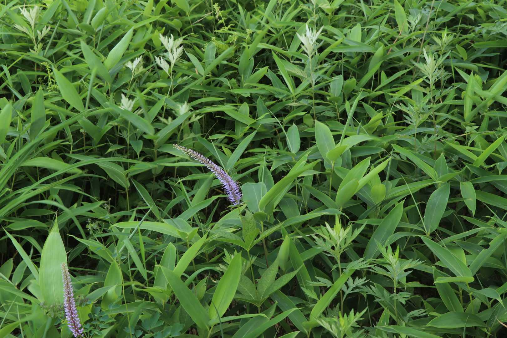 たまに見かけるけどクガイソウってお花らしい