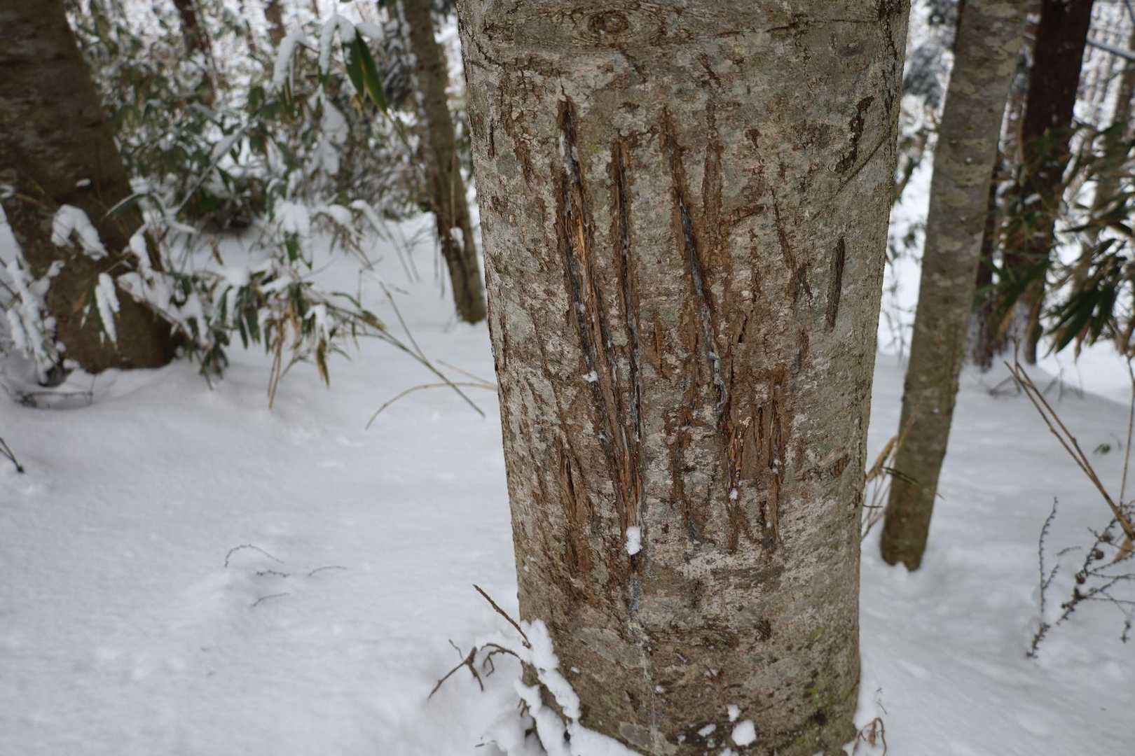 白旗山森林活用センター-月寒台-札幌台-白旗山 周回コースの写真