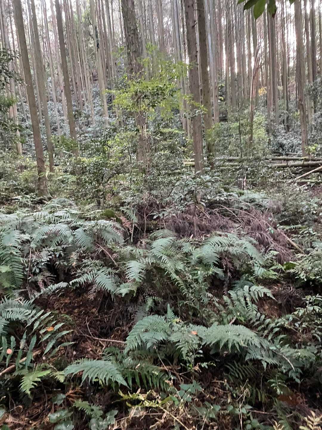 谷コースも少し荒れているようです。
影ってきているので余計に怖い💦💦
なんとか17時5分前から鳴り始めるチャイムと共に登山口に到着しました。
