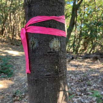 んん、これ、ハチマキおじさん？