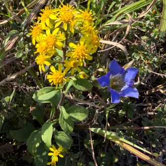 🌼アキノキリンソウ✌️リンドウ💙