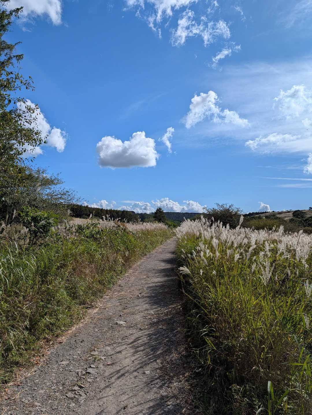 八島湿原バス停-八島湿原入口-霧ヶ峰湿原植物群落-男女倉山 周回コースの写真