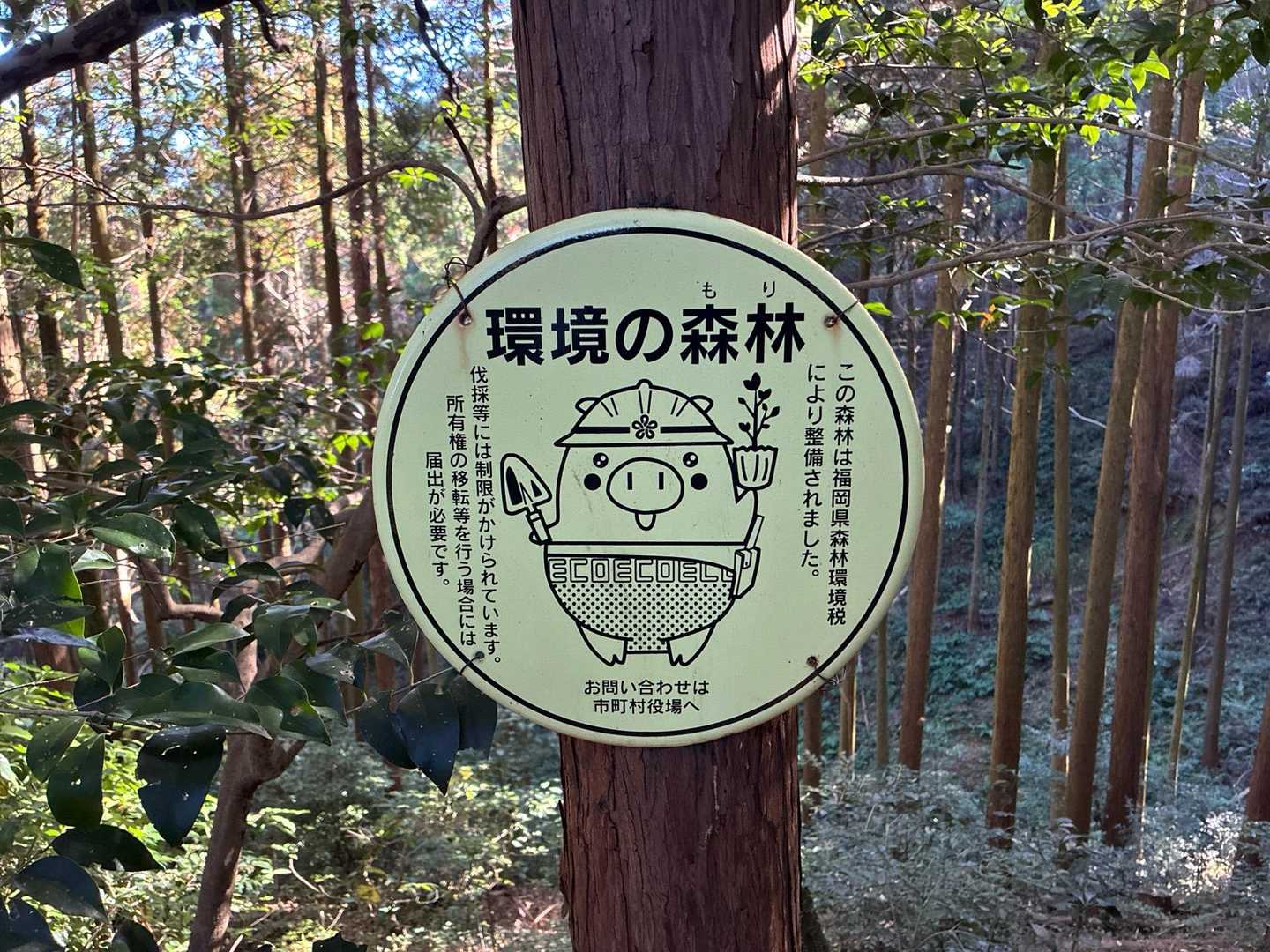 久しぶりやん🐽
