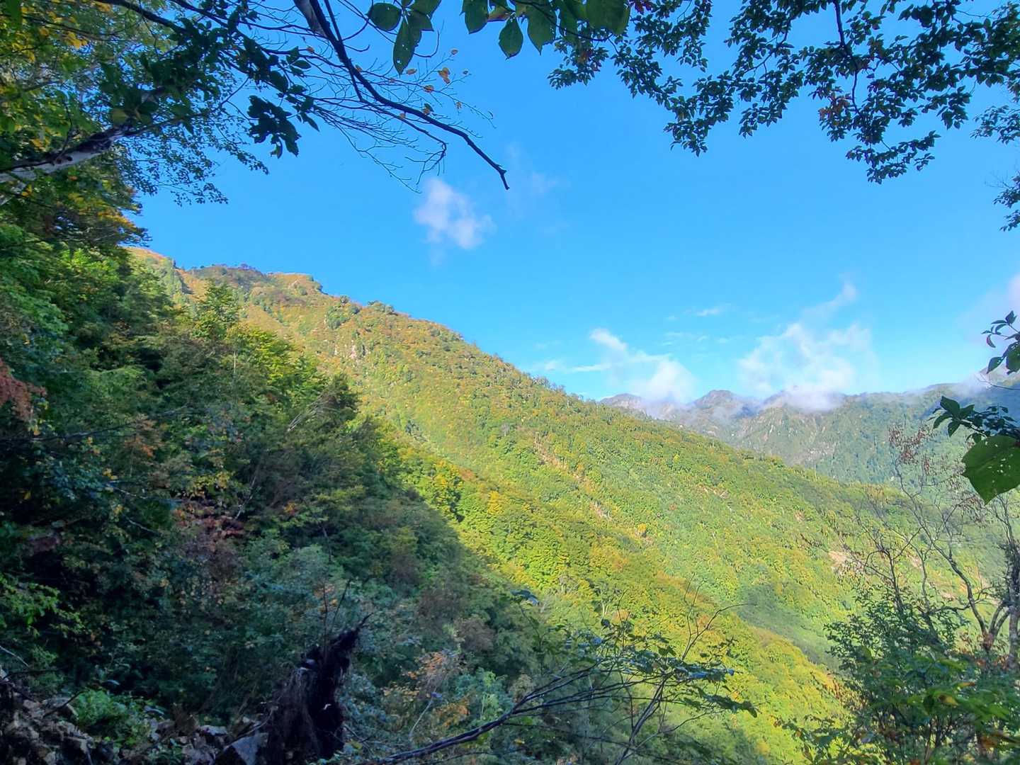 🍁山の斜面全体が彩られてる感じ
