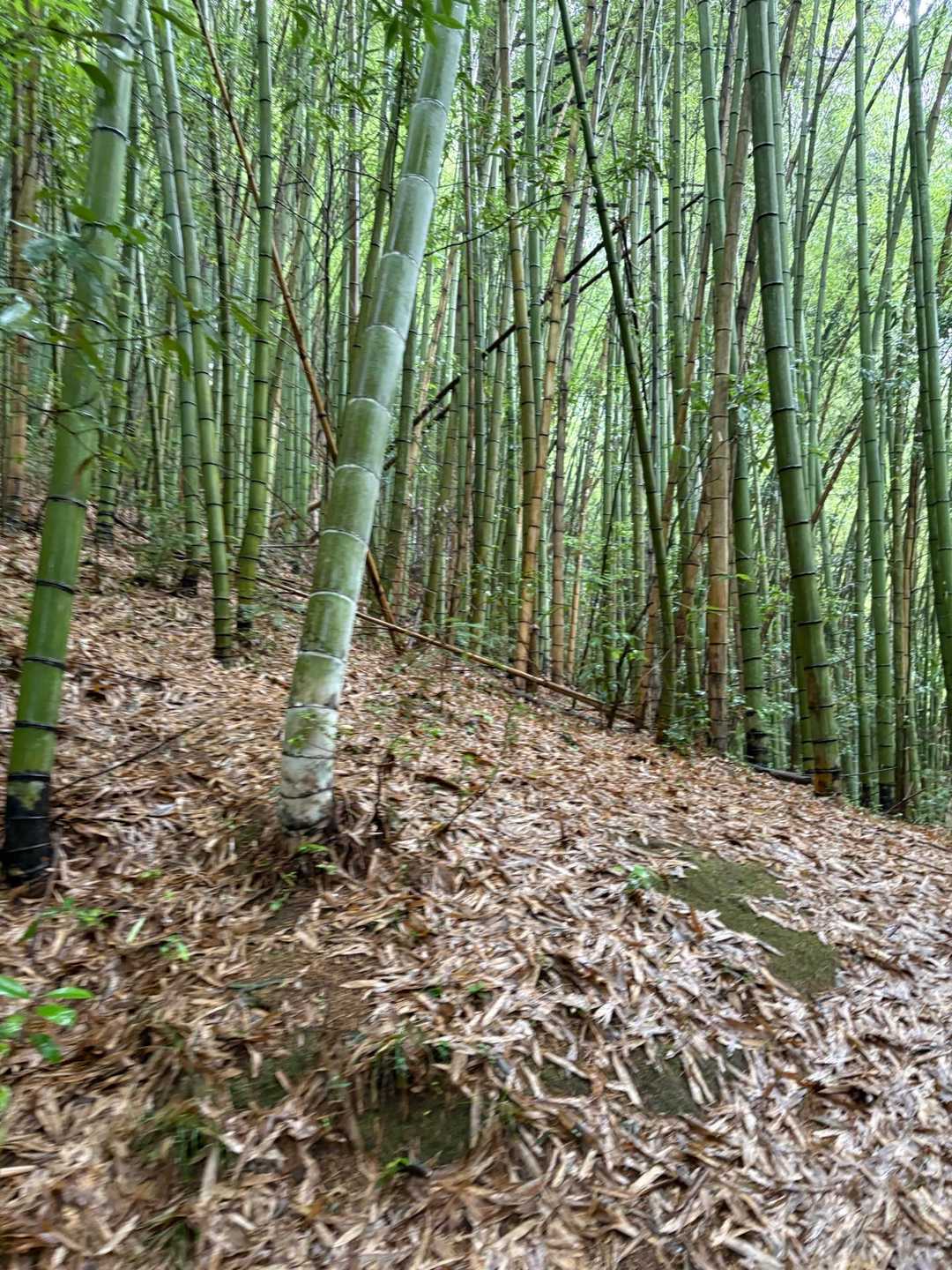 序盤は民家の裏の竹林の急斜面を登る。竹の落ち葉、滑りやすい