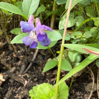 ナンテンハギ（南天萩）

2枚並んだ小葉の形が、ナンテン（南天）の葉に似ており、花の形が先程のハギ（萩）に似ていることが由来。