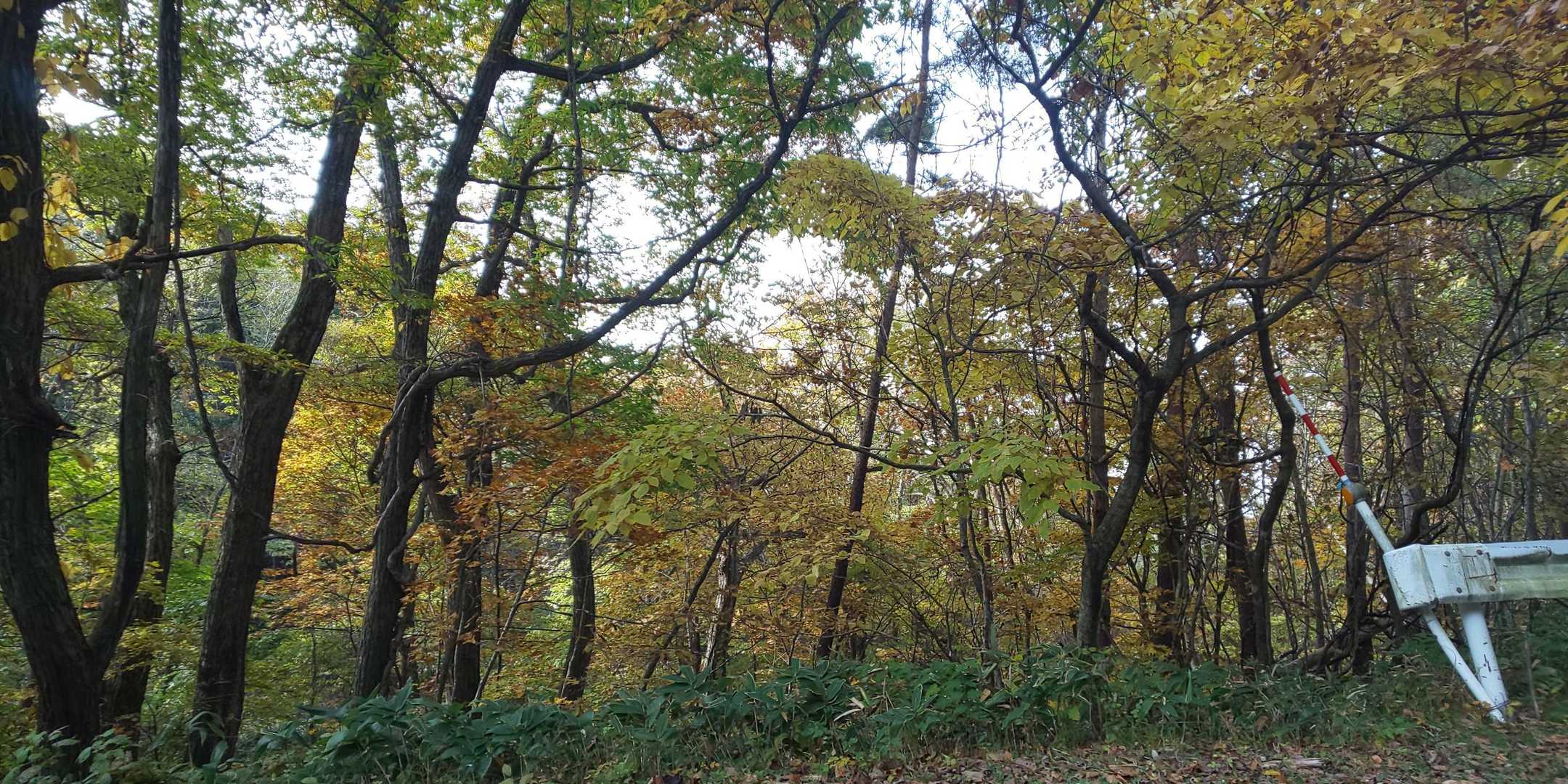 🍁だねー