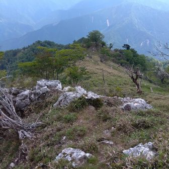 石立山、山頂の感じ