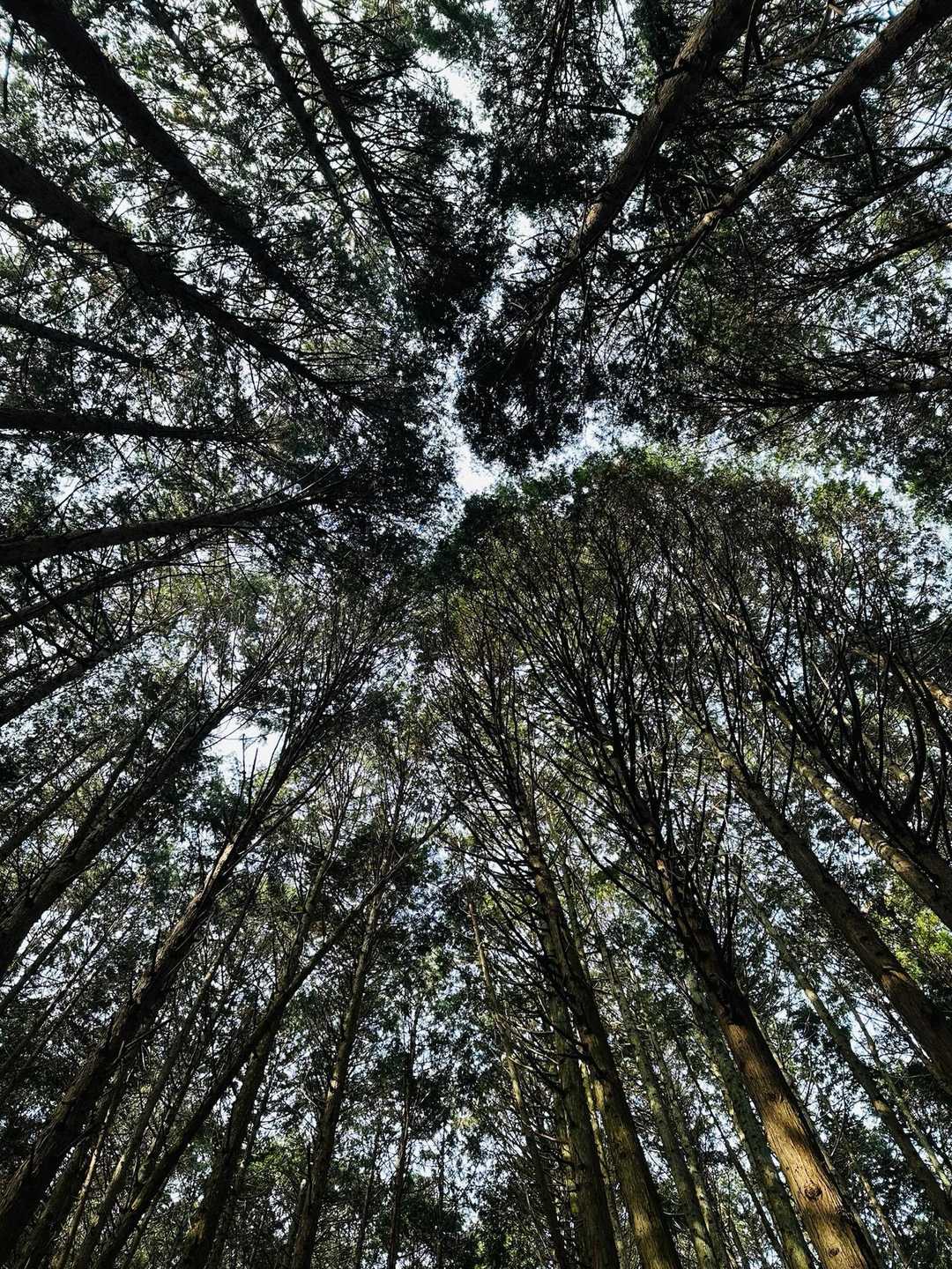 
見上げると
🌲に覆われてますね・・

お山に
お邪魔させて頂いています・・
