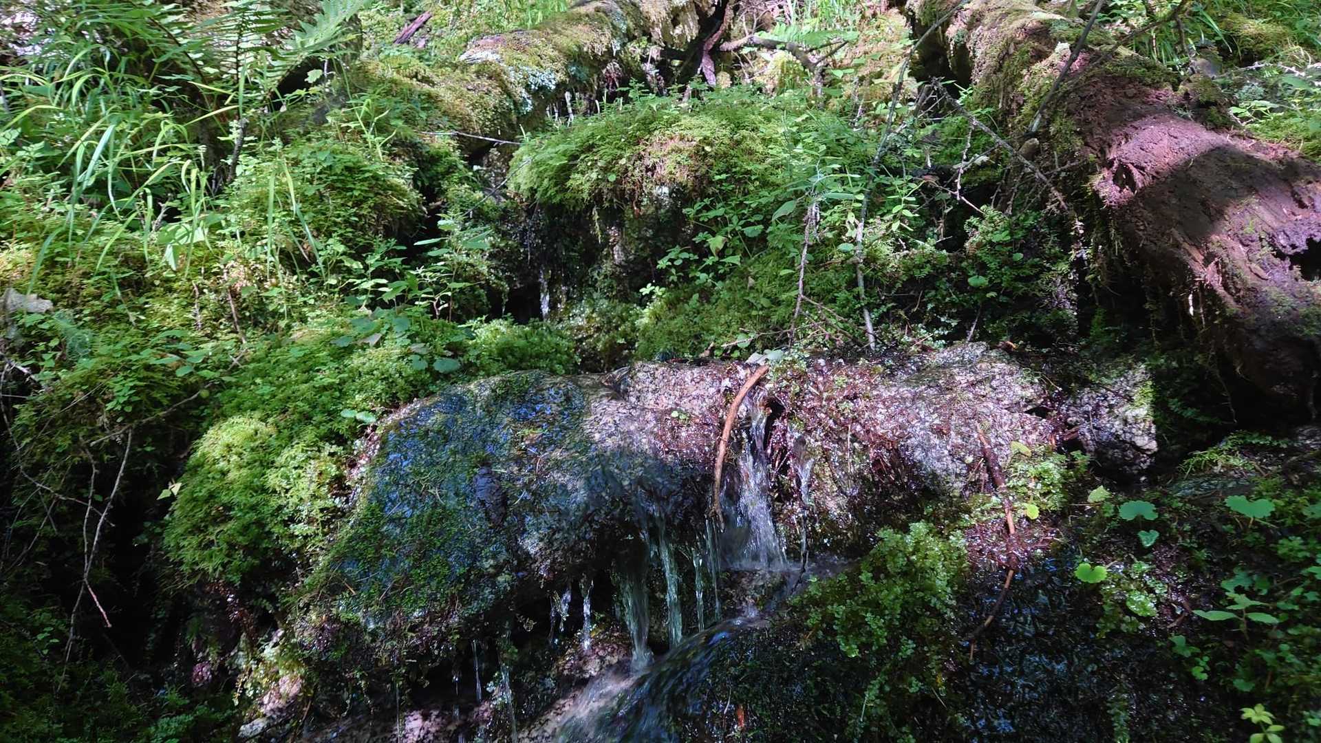 登山道に。
癒やされます🤗✨