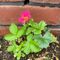 rucola_hakko