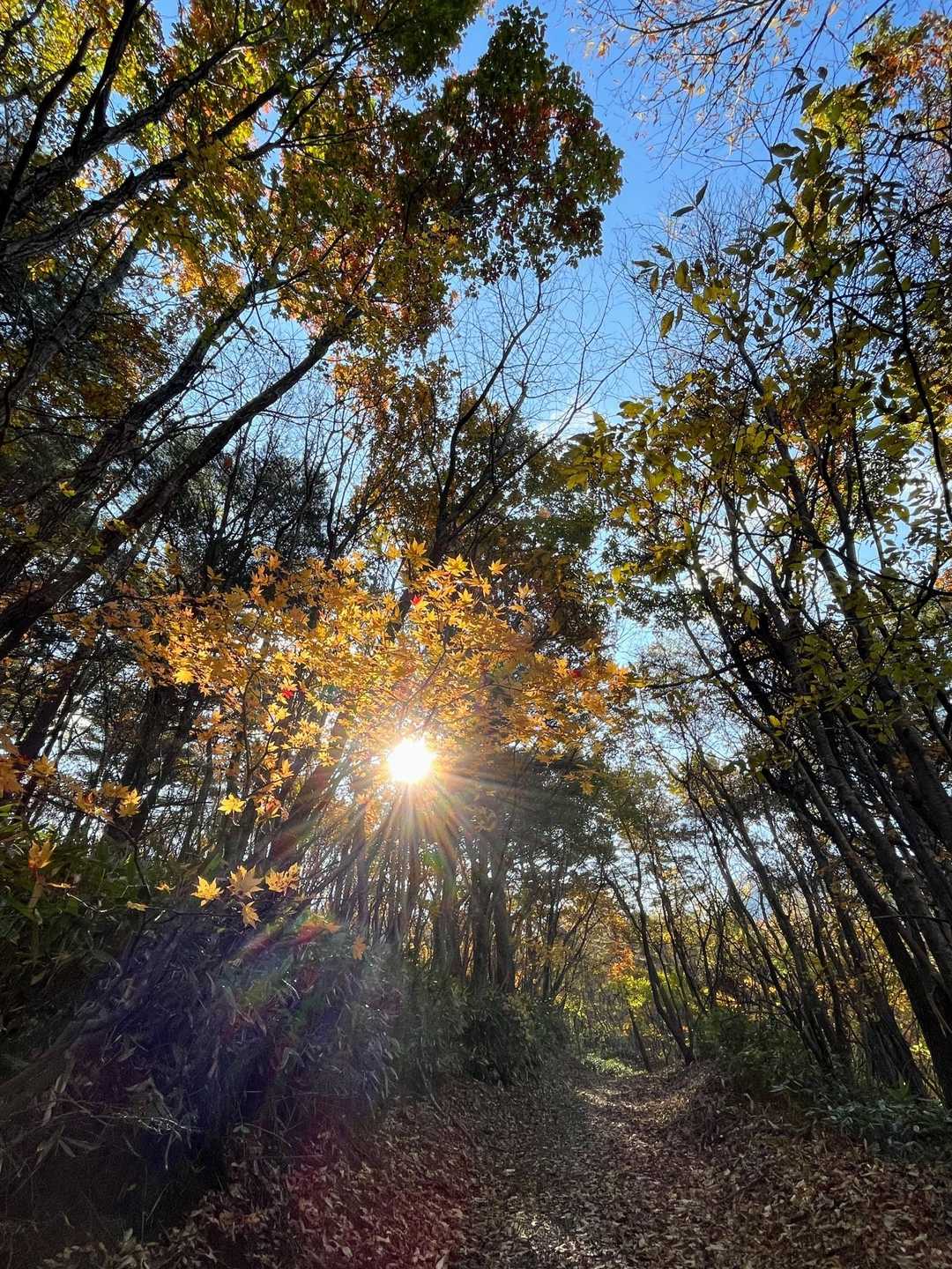 きらきらしてる🍁✨☺️
