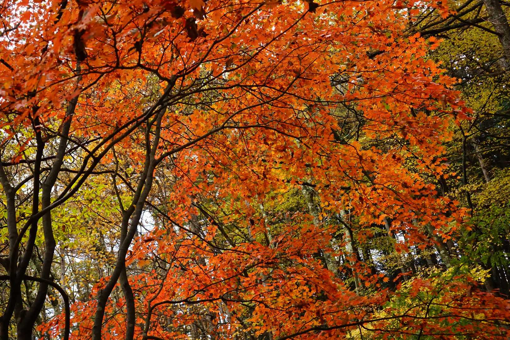 仲の平バス停-西原峠-槇寄山-田和峠-数馬峠-笛吹峠-丸山 縦走コースの写真