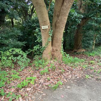 タ　ブ　ノ　キ　2