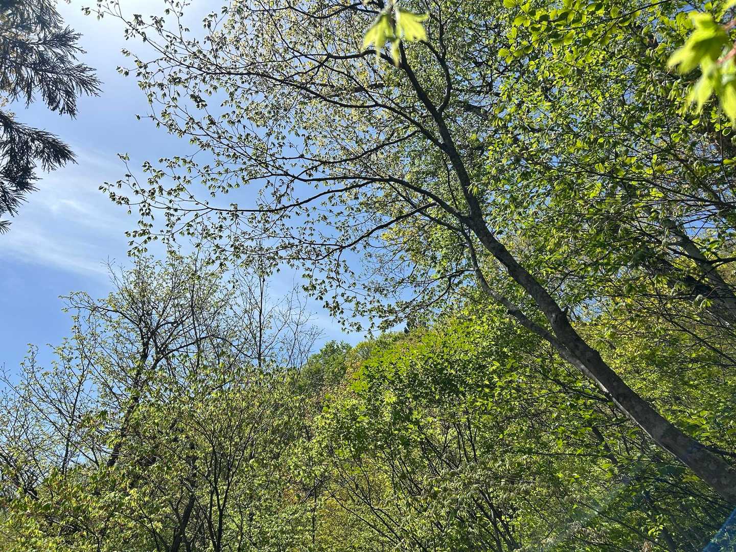 新緑🌿.∘気持ちイイね👍✨