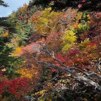 この辺り、ホントすごかった

ものすごい紅葉の森に囲まれるとマヒしますね