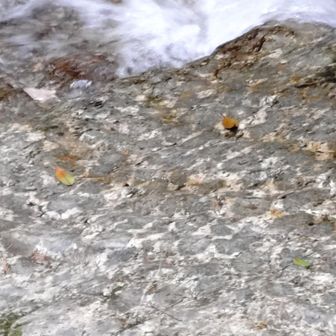 ちがう石の中に丸いのがみえるやろ
👩あああ…
👨悪いやつが持っていけないよう有刺鉄線