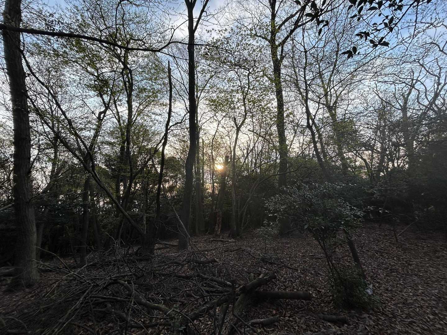 6時過ぎ、まだ太陽が低いですね🌇