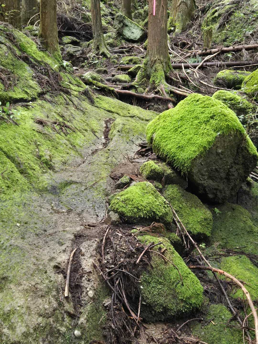 苔が綺麗
