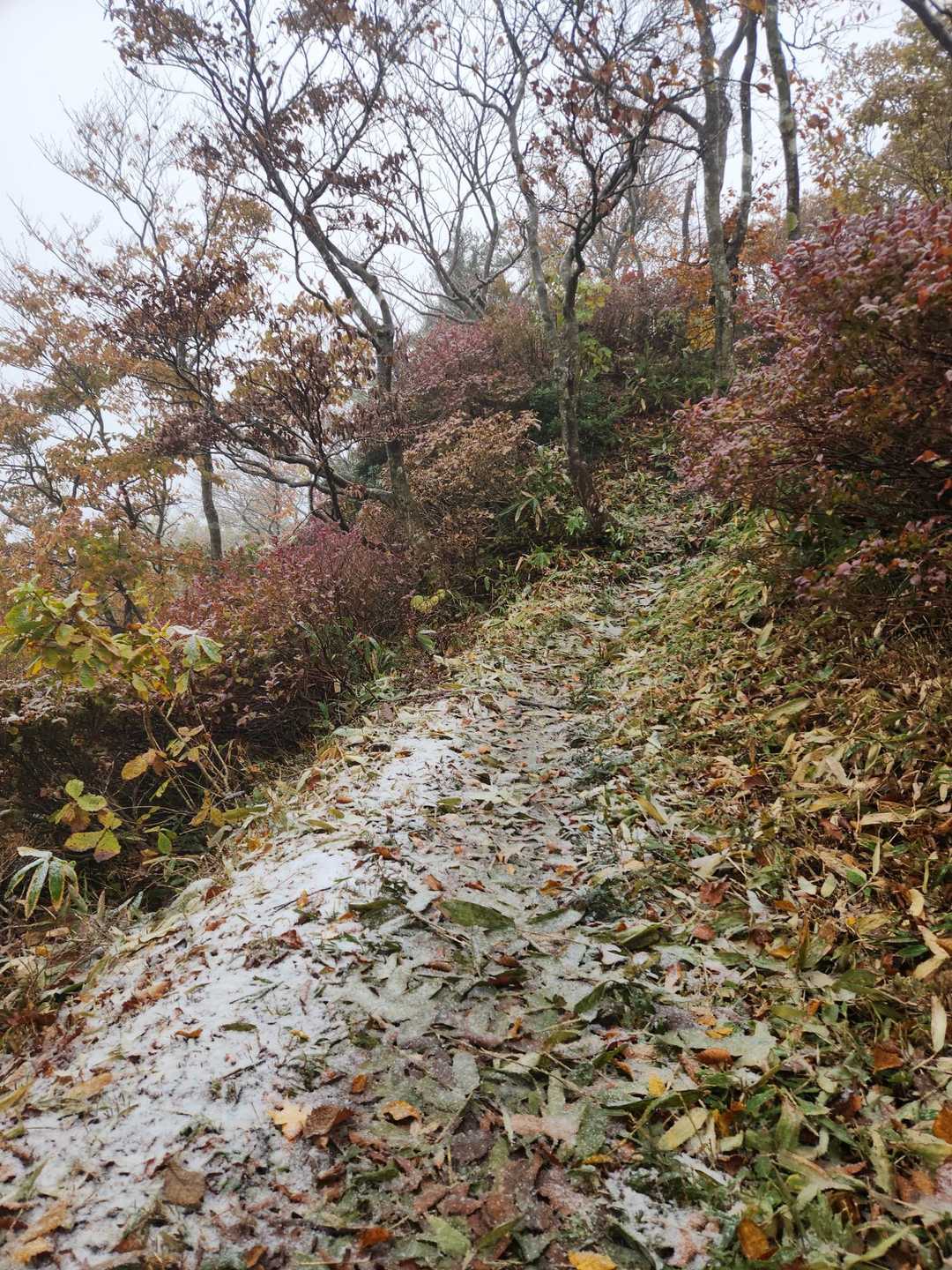 紅葉🍁&❄
立烏帽子で、見られるとはびっくり😲