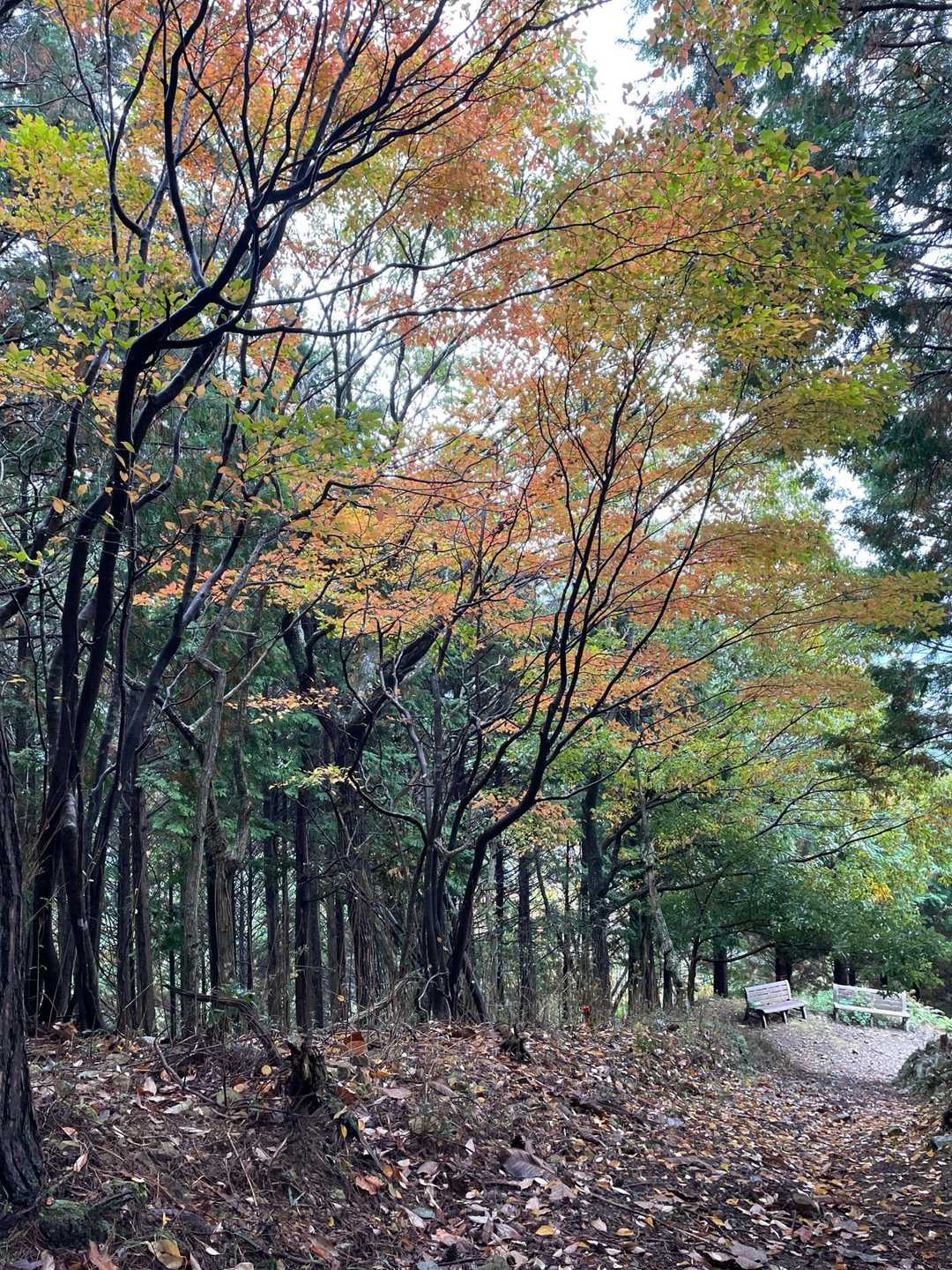 🍁