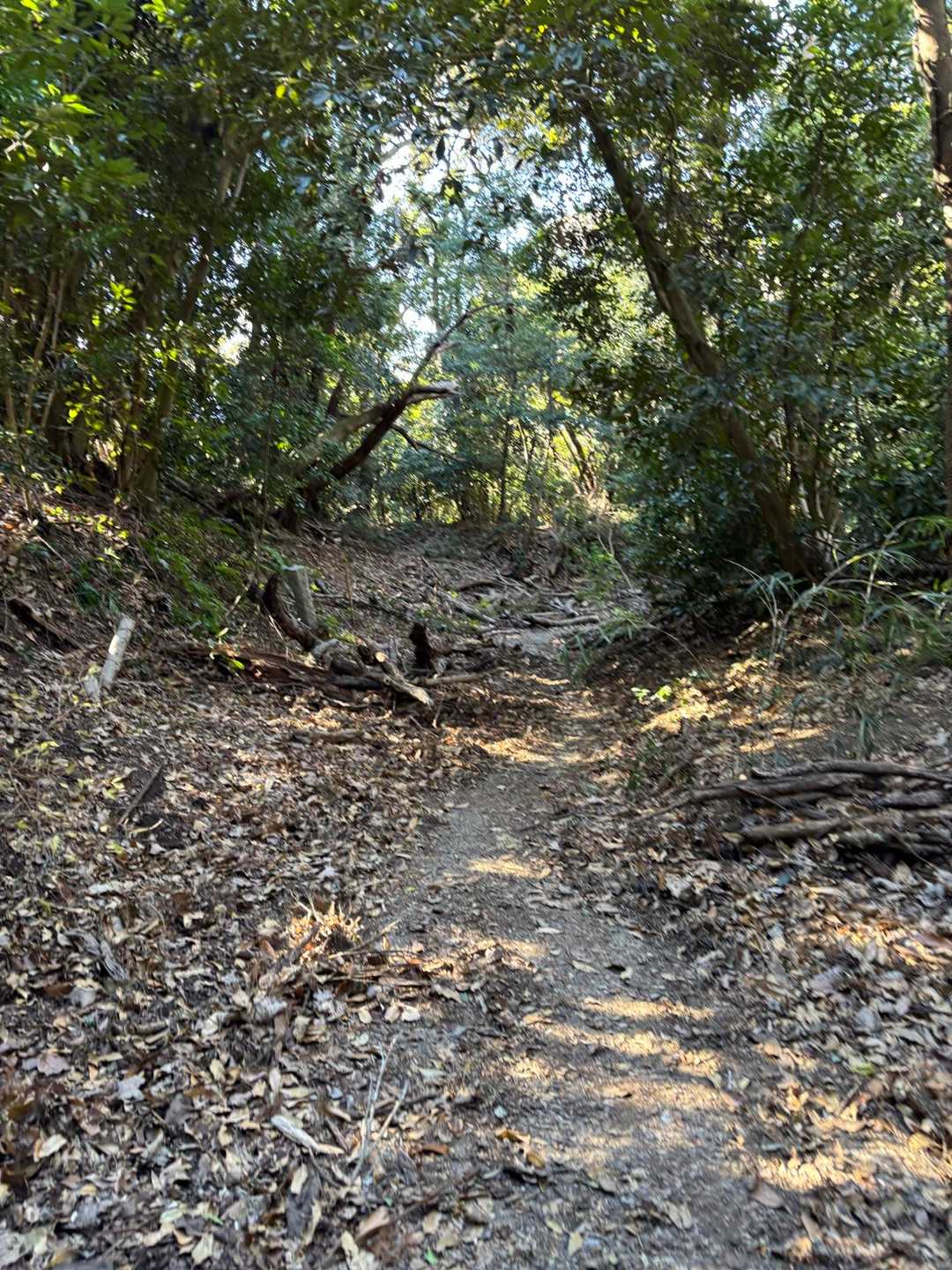 階段終わったら、ちょっと荒れてる登山道