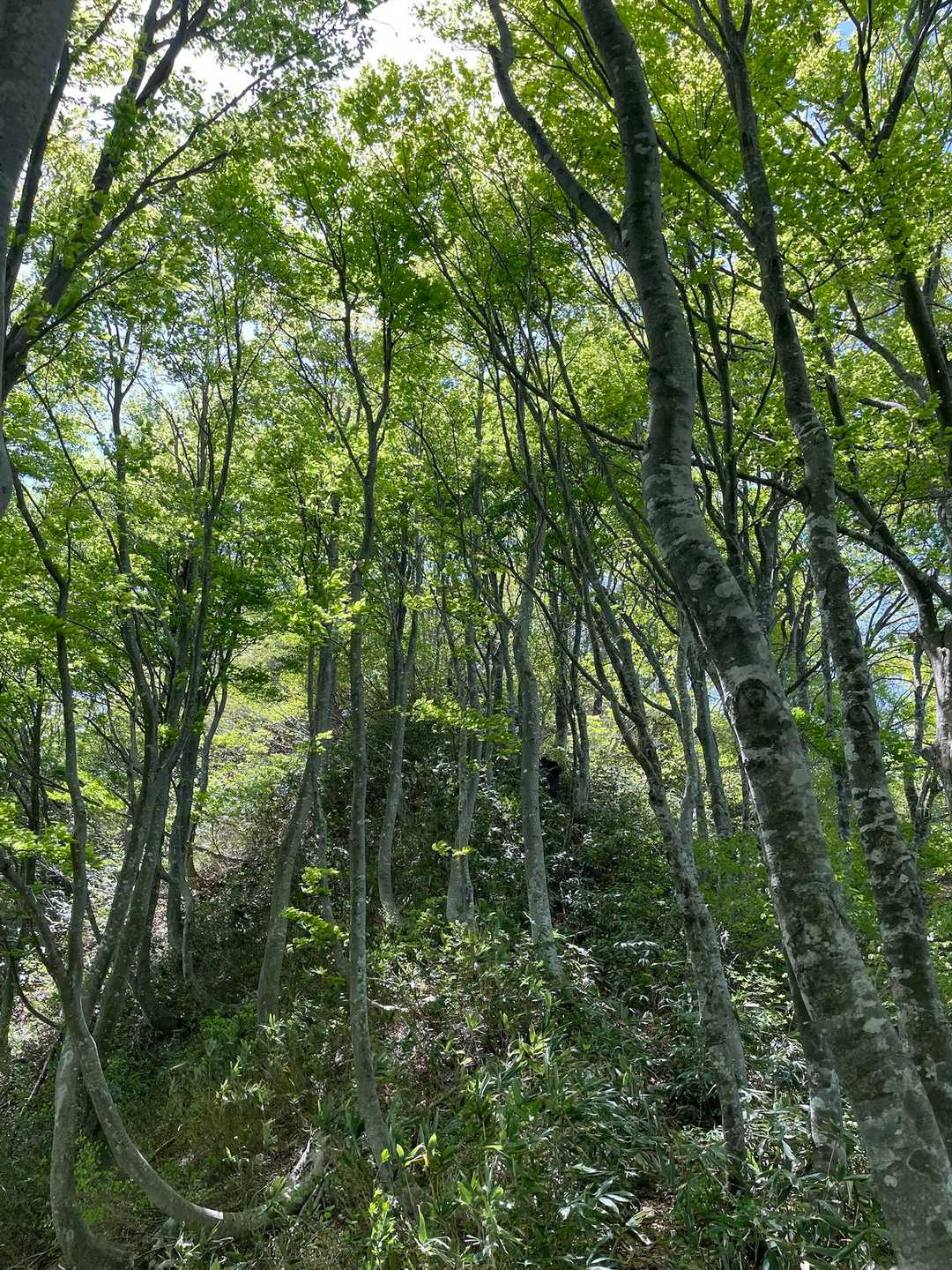 ここを登ると山頂かと期待したら😁