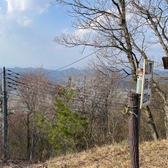 桜が向こうに。