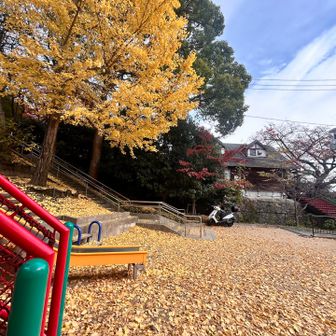 摩耶ケーブル駅横のイチョウも絨毯を作ってくれてます