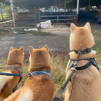 爆烈お父さん