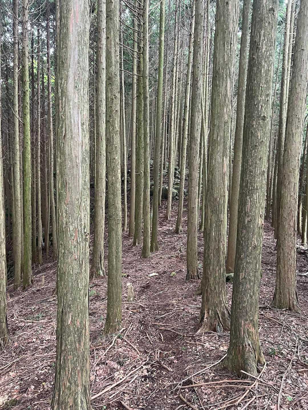 ゼフィルスの森入口-三草山-才ノ神峠-滝王山-牛の子峠-牛 縦走コースの写真