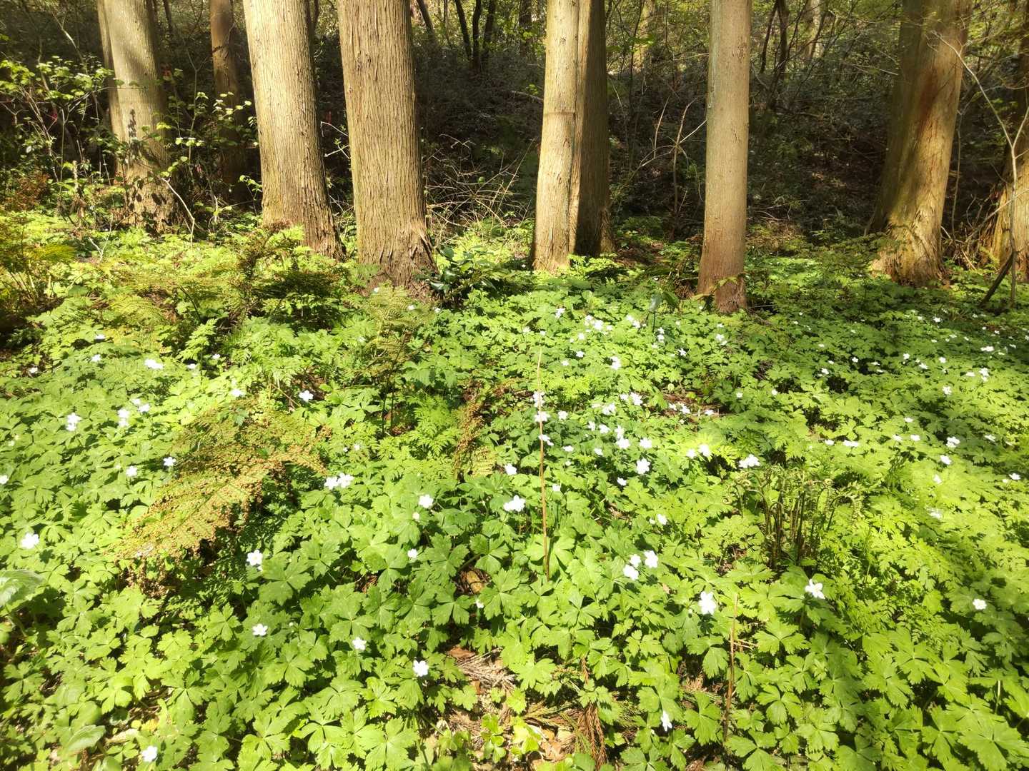湖畔の道路から踏み跡を進んでみたらニリンソウのお花畑でした🌸