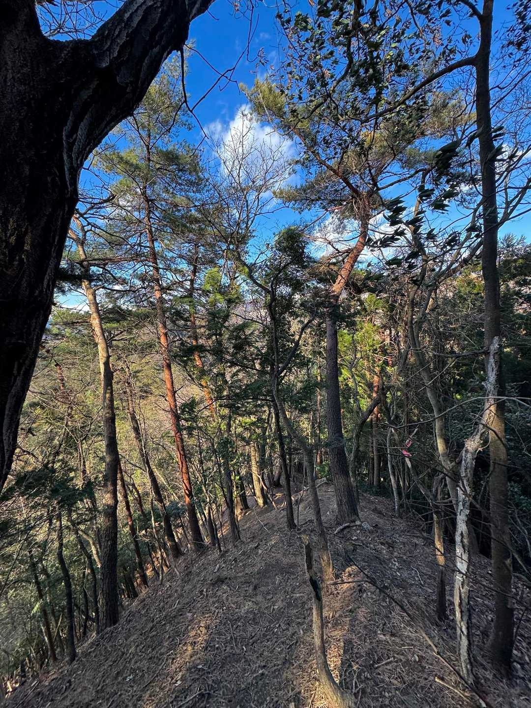 割と急登なピークを越えて、

佐野周辺の里山っぽい雰囲気の尾根