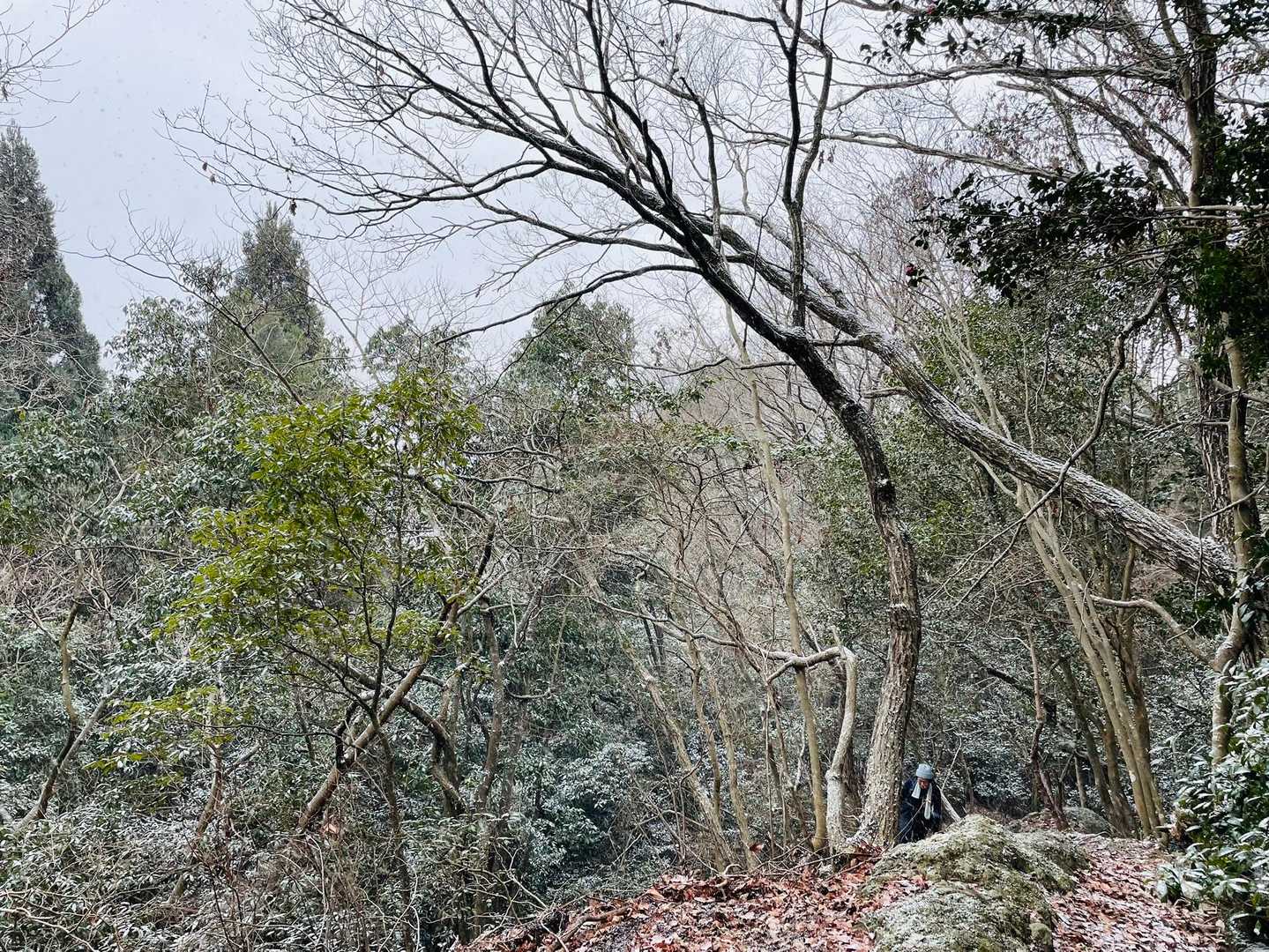 あっ‼️雪ふりだした