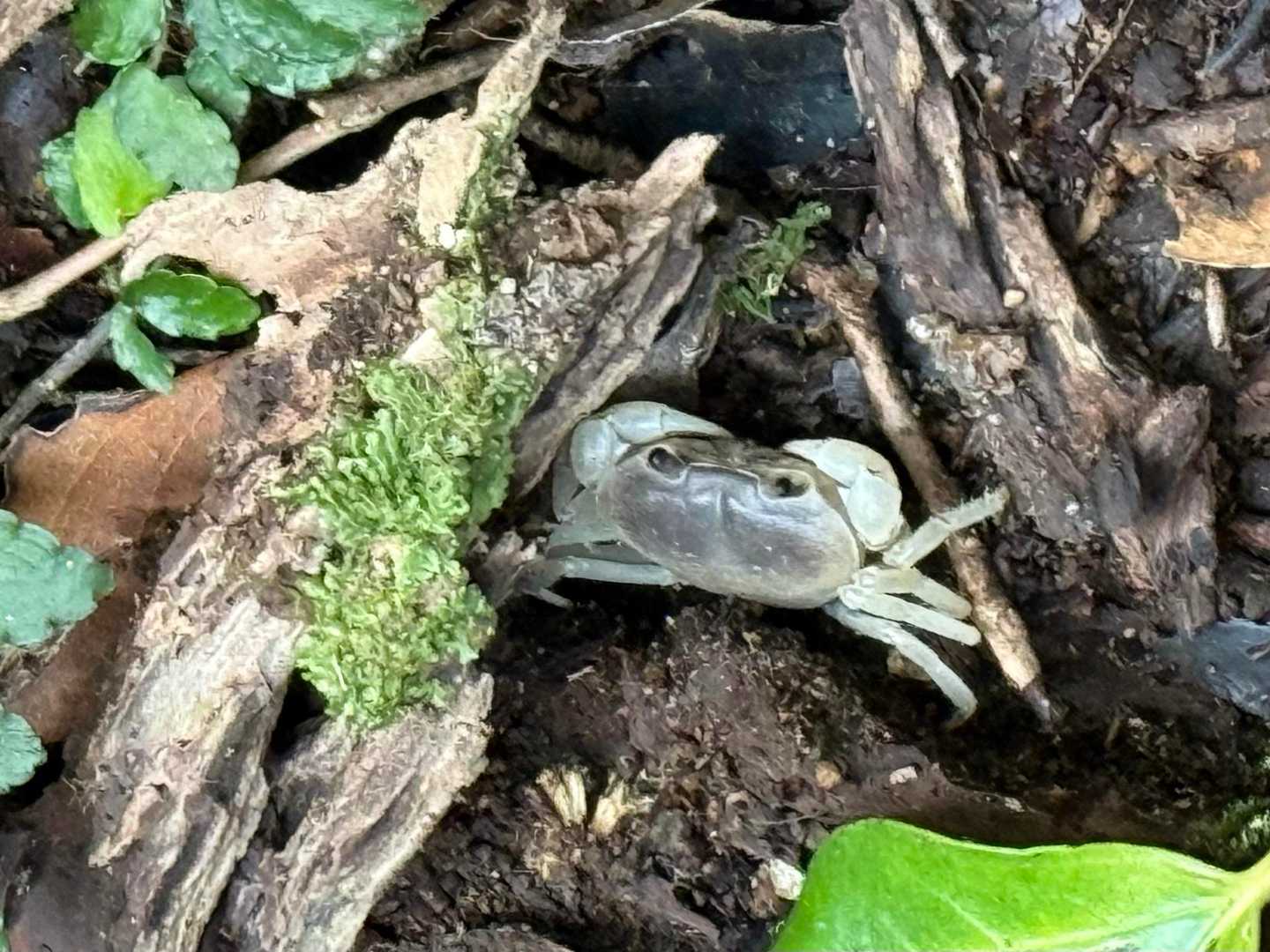 白い沢カニ🦀✨