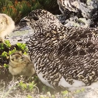 魔の山なんて誰が言う