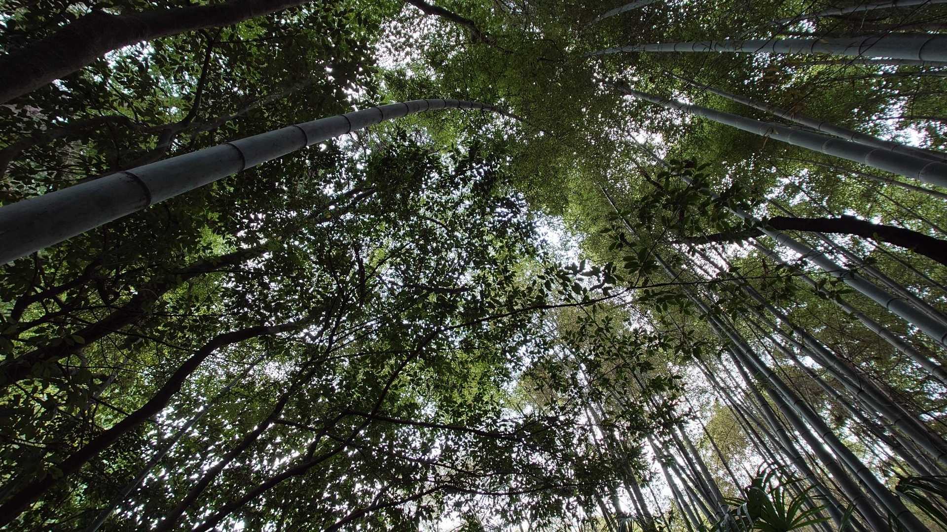 クラウンシャイネス…でもなく
紅葉でもなく普通に竹やぶの中にひっそりと🙏