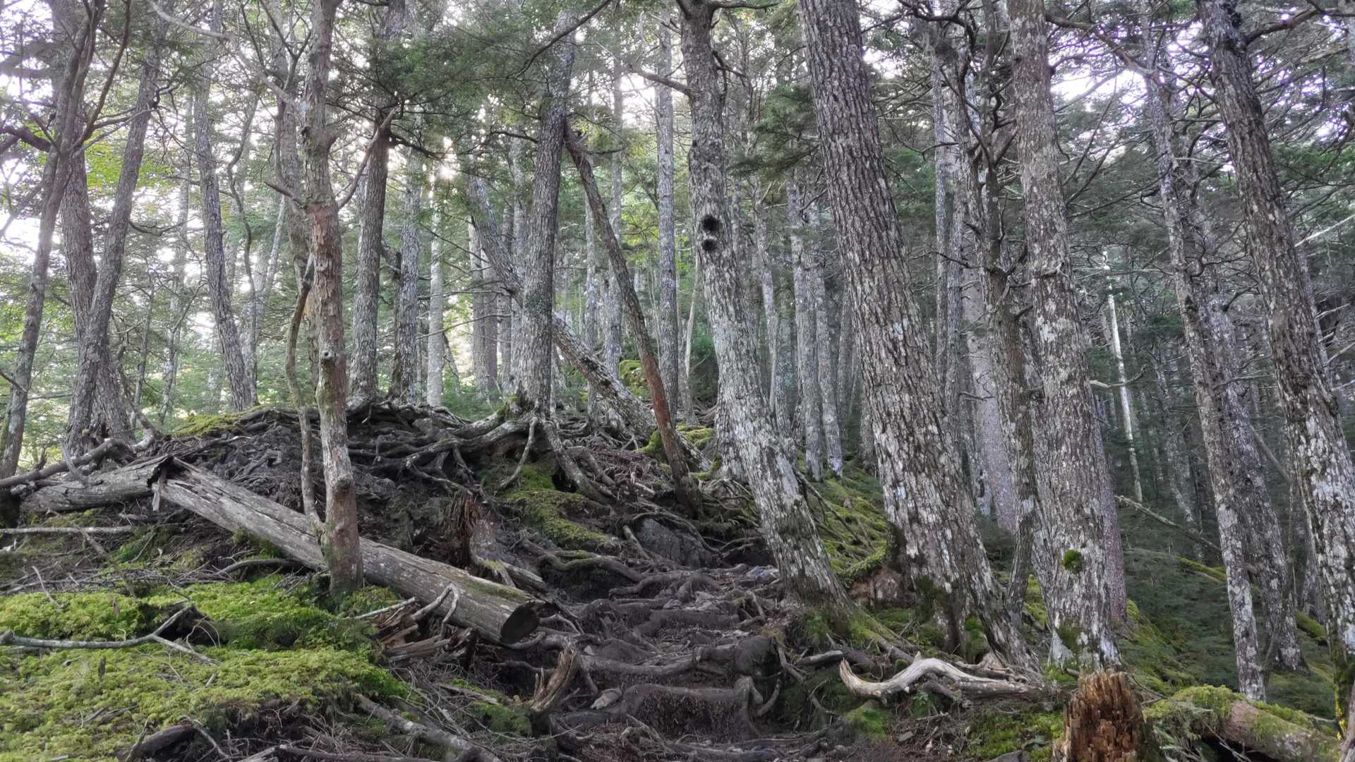 甲武信ヶ岳-三宝山-武信白岩山-大山-十文字峠 縦走コースの写真
