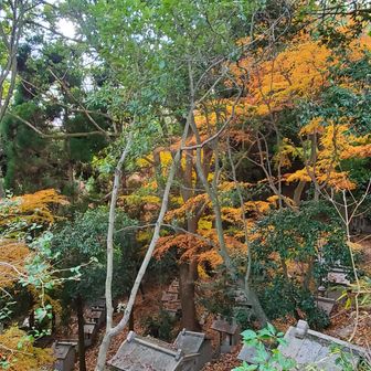 紅葉がまだ残っています。