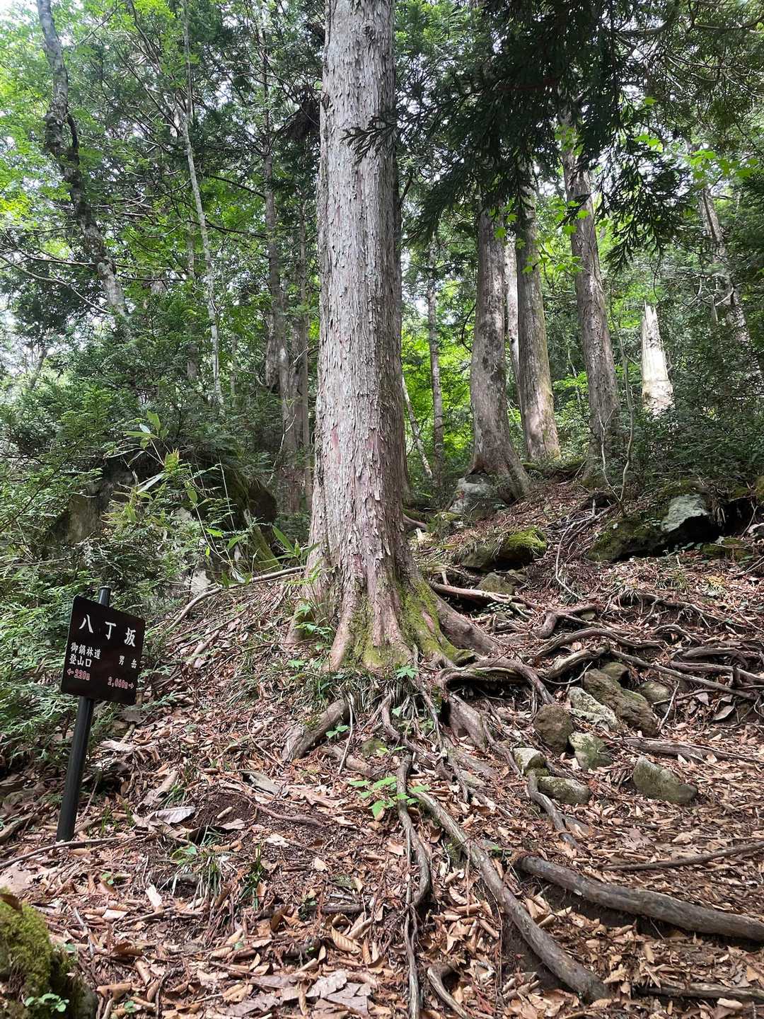 八丁坂
この他にも〜坂と付けられた斜面がいくつか。
登ってく。