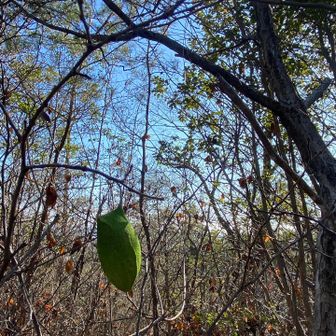 きれいな緑の繭、家主はいないみたい😊